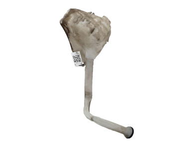 Bocal lave glace - Citroen C2 PH.1 - 00006431C8 - U1-3534Z